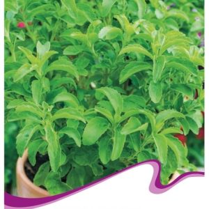 স্টেভিয়া বীজ (১ প্যাকেট)